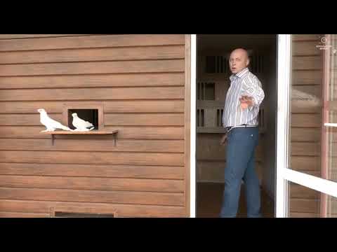 Видео: Uzbek Pigeons Узбекские голуби