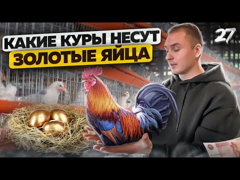 Видео: Разведение породистых кур. Сколько можно заработать на птице. Птицеводство как бизнес