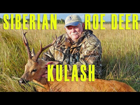 Видео: Siberian Roe Deer Kulash/ Сибирская косуля, Кулаш