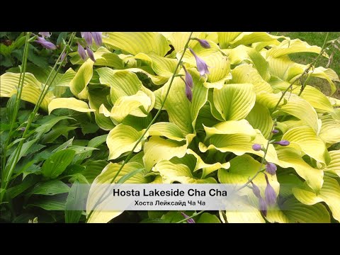Видео: ХОСТЫ ЖЕЛТЫЕ и ЗЕЛЕНЫЕ в разном сочетании. КРАСИВЫЕ СОРТА. Beautiful hosts in landscape design.