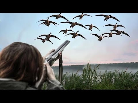 Видео: Охота на гуся 2025 г. Псков г. Охотимся с гусиной командой RHT .