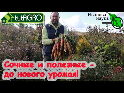 Видео: МОРКОВЬ и СВЁКЛА СОХРАНЯТСЯ ДО НОВОГО УРОЖАЯ - СОЧНЫЕ и ВКУСНЫЕ! Как хранить корнеплоды без потерь.