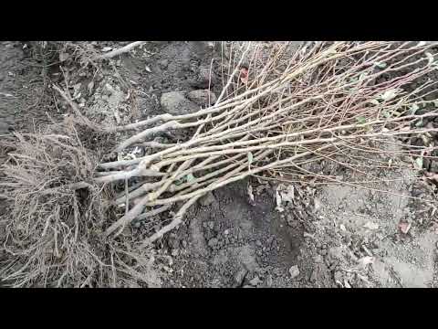 Видео: Викопка саджанців