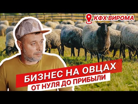 Видео: Бизнес на овцах с нуля | Содержание романовских овец | Кормление ягнят | ЗЦМ для ягнят | Овцеводство