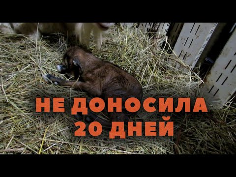 Видео: Коза родила раньше срока.