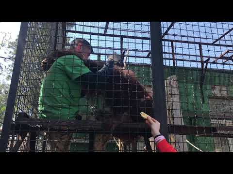 Видео: Орангутан Дана и ее любимый кипер! Тайган Orangutan Dana and her favorite keeper! Taigan