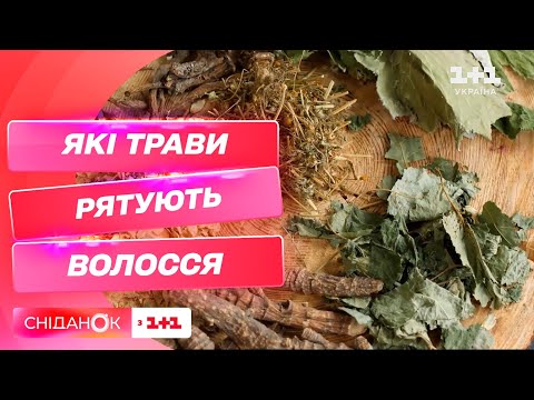 Видео: Какие травы могут предотвратить перхоть и восстановить поврежденные волосы – ТРАВЫ