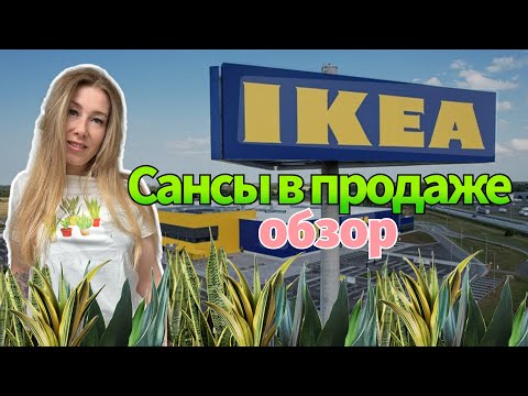 Видео: Обзор санс в Ikea (Riga) 💚 #сансевиерия #сансы #sansevieria