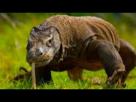 Видео: Гигантский варан: бесстрашный охотник австралийских пустынь!