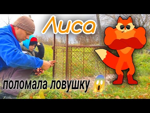 Видео: Лиса 🦊 разломала💪 ловушку 😮.