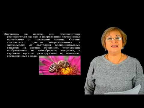 Видео: Владимцева Т.М. Гнездо пчелиной семьи