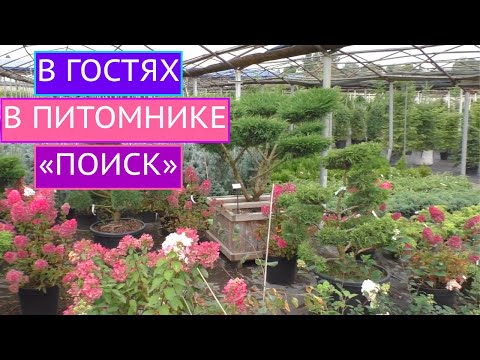 Видео: САДОВЫЙ ГИД В ГОСТЯХ У ПИТОМНИКА "ПОИСК", БУДЕТ ИНТЕРЕСНО И ОЧЕНЬ КРАСИВО!