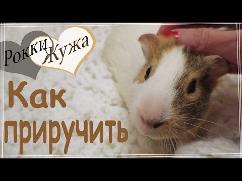 Видео: Как приручить морскую свинку к рукам.  Наша история. Нow to tame a guinea pig in hand