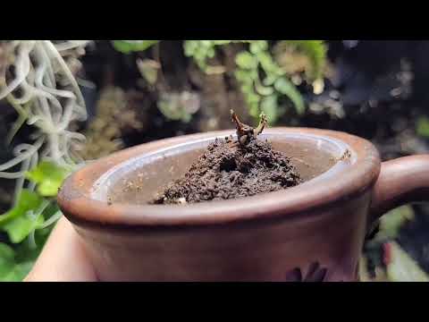 Видео: Флорариум. 🌱С чего начать и как сразу не закончить. 🤓Растения для флорариума