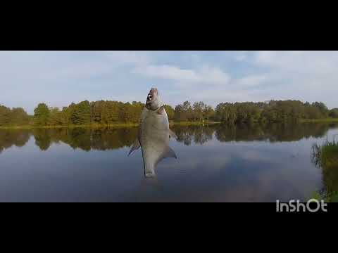 Видео: Рыбалка на фидер осенью.