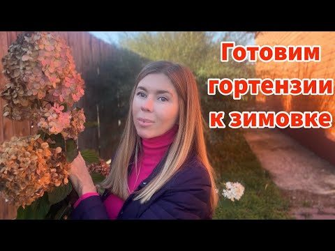 Видео: Надо ли обрезать гортензии осенью? Укрывать или нет? Как зимуют мои гортензии