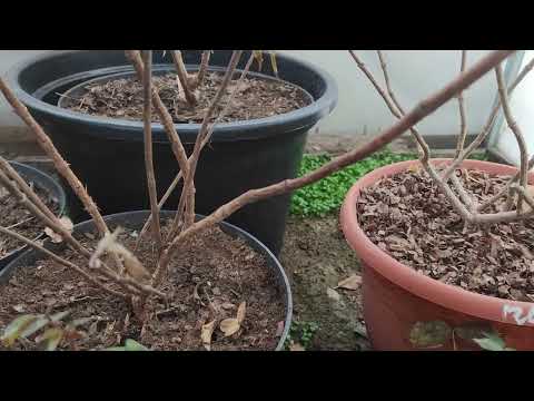 Видео: Как зимуют мои метельчатые гортензии в горшках 🌿🌿 Проверяю черенки🌿