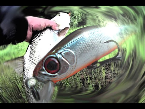 Видео: Береговой поход за Белым Хищником.