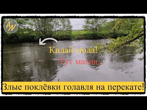 Видео: Дикие перекаты РАЗДАЮТ! Ловля голавля на реке