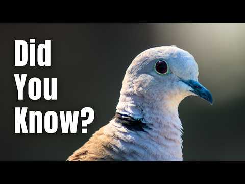 Видео: 7 фактов о кольчатых горлицах, которые большинство людей не знают!