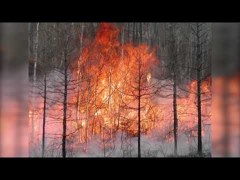 Видео: Сохондинский заповедник