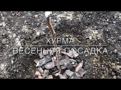 Видео: 🧡 Хурма / Весенняя Посадка