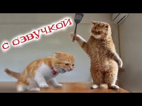 Видео: ПРИКОЛЫ С КОТАМИ! Самая смешная озвучка животных! ТЕСТ НА ПСИХИКУ 2022