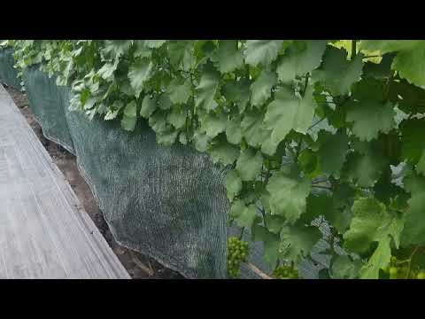 Видео: Химия для винограда от болезней с коротким сроком ожиданияЧем обработать когда ягода зреет