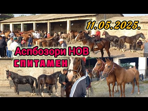 Видео: АСП БОЗОРИ НОВ СПИТОМЕН ХУДЧАНД АСПХОИ БУЗИ ТОЙ БАЙТАЛ ОЧА БАЧА 11-МАЙ 2025Г