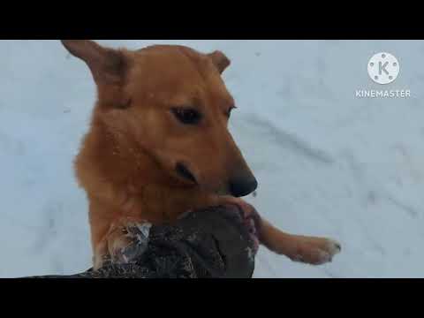 Видео: Жизнь в селе#Казахстан#Чищу у свиньи.У нас тает.