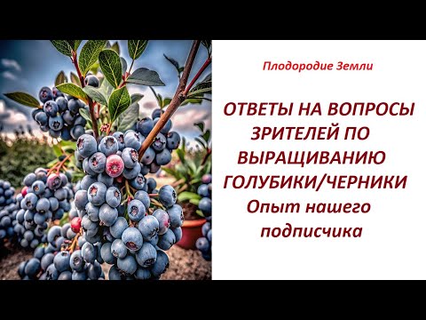 Видео: Как вырастить ГОЛУБИКУ с минимальными вложениями. Огромный урожай с применением барматухи №57/24