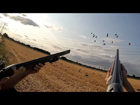 Видео: Охота на гусят - более 40 птиц