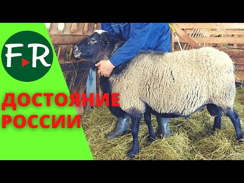 Видео: Супер-овцы! Романовские ярки чешской линии. Баран-производитель. ООО Тверской Урожай.
