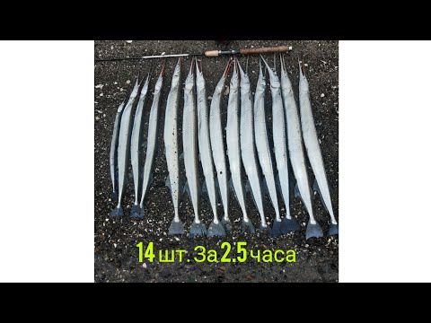 Видео: Ловля саргана(как...?на что...?где...?)  Владивосток 23.06.2021г. Итог 14 шт за 2.5 часа.