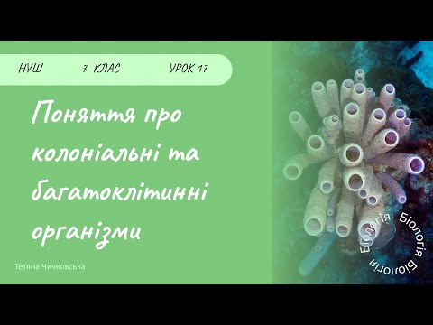 Видео: Поняття про колоніальні та багатоклітинні організми (губки, трихоплакс)