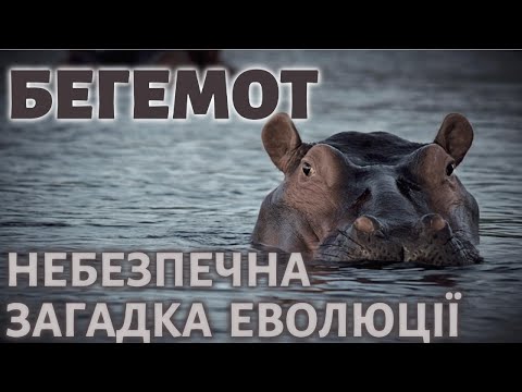 Видео: Бегемот. Цікаві факти.