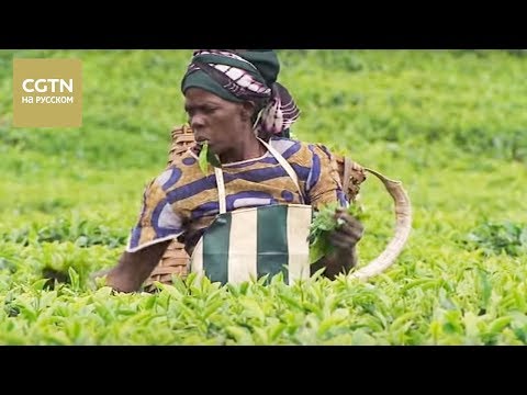 Видео: Чай - история одного листа Серия 4 Чужая земля，родная земля Часть 2[Age 0+]