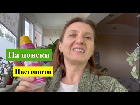 Видео: НАЧАЛОСЬ! Считаем ЦВЕТОНОСЫ на ОРХИДЕЯХ ВМЕСТЕ!