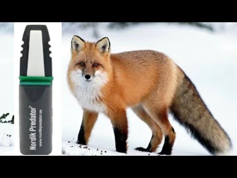 Видео: Манок на ЛИСА 🦊 Nordik Predator Швеція "писк раненого зайця" 🐰...