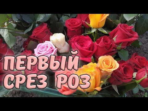 Видео: Первый срез роз в теплице. Обор теплицы