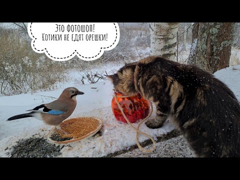 Видео: Новые конкурсы для соек в Птиченькином кафе. Сойкин день - сойкины правила!