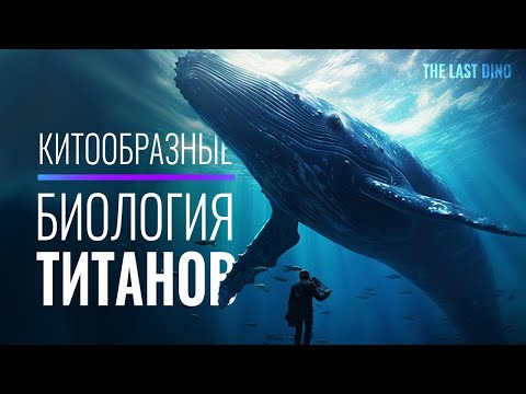Видео: Биология самых больших Животных на Планете  Песни китов, поведение и их мода
