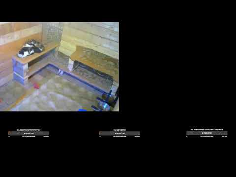 Видео: Приколы с котами прямой эфир 24/7