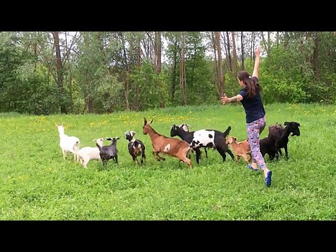Видео: И ЧТО НА НЕЕ НАШЛО!?  ПРОДОЛЖАЕМ РАЗБИРАТЬ ДОМ. КАКИЕ ДЕЛАТЬ ПОЛЫ В САРАЙ