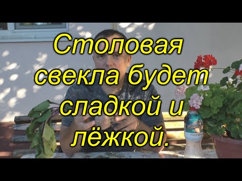 Видео: Столовая свекла будет сладкой, как мармелад и хорошо храниться.