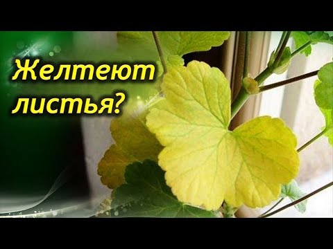 Видео: Сохнут и желтеют листья у Герани. Почему и что делать?