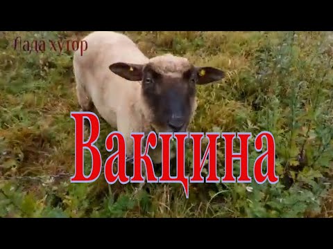 Видео: Вакцинация баранов. #бараны#овцы#
