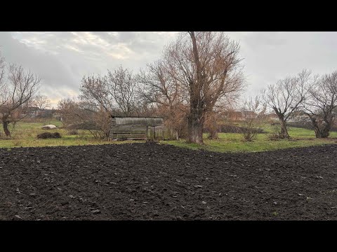 Видео: Озима цибуля та часник . Осінні роботи на городі . 