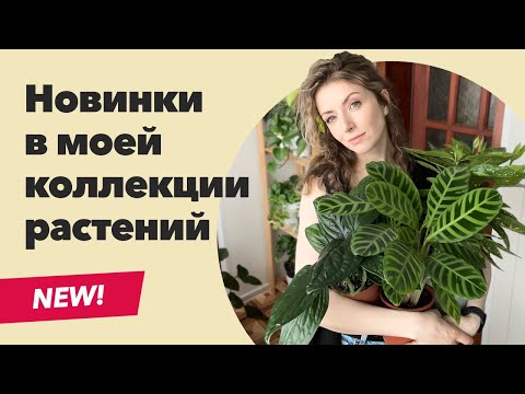 Видео: Новинки моей коллекции комнатных растений » Март 2023