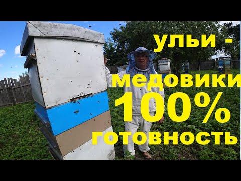 Видео: 150 Семей Медовиков.  Как я Подготовился к Главному Взятку.